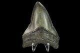 Fossil Megalodon Tooth - North Carolina #131591-1